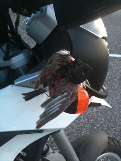 Dead bird wrapped around motorcycle handlebars.