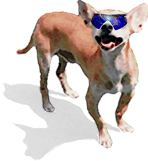 Picture of chihuahua wearing sunglasses