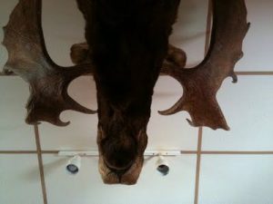 Bottom view of a large moose head on the wall.