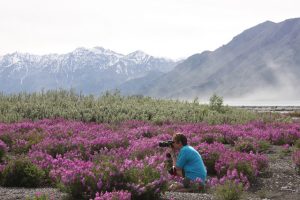 Judy taking pictures while kneeling in a field of purple fireweed surrounded by mountains