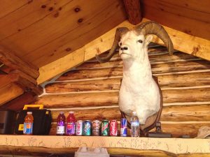 A sheep head mounted to a wall with a shelf with numerous beverages below it
