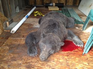 image of dead bear in blood
