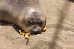Image of seal sleeping on a foil toy