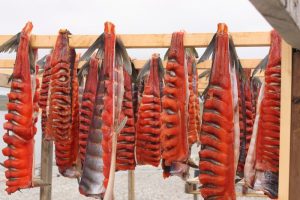 Image of several salmon drying on a wooden post