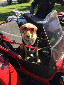 Rasta sitting in the side car or a red motorcycle with dog goggles.